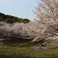 写真: 岩水寺桜