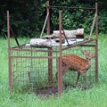 写真: 罠に掛かったニホンジカ（日本鹿）　シカ科