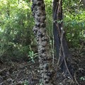 Photos: 幹にいぼいぼがこの木何の木かな～？