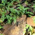 写真: ハイチゴザサ（這稚児笹）　イネ科