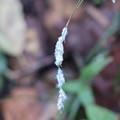 写真: カンスゲ（寒菅） カヤツリグサ科に付いたカンスゲ綿虫