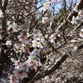 Photos: 四季桜マメザクラ（豆桜）とエドヒガン（江戸彼岸）種間雑種　バラ科