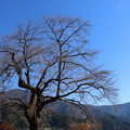 Photos: 水窪大野の一本桜ヤマザクラ（山桜）バラ科