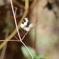 写真: ボタンヅル（牡丹蔓）　キンポウゲ科　種子
