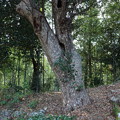 樹木：カゴノキ（鹿子の木）　　クスノキ科