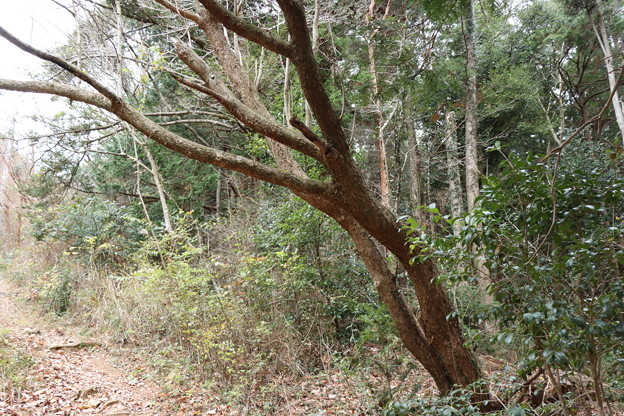 Photos: カナクギノキ（鉄釘の木）　クスノキ科　別名：カノコギ（鹿の子木、樹）