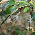 写真: シタキソウ（舌切草）　キョウチクトウ科種子