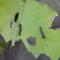 Photos: アサギマダラ（浅葱斑）　タテハチョウ科幼虫