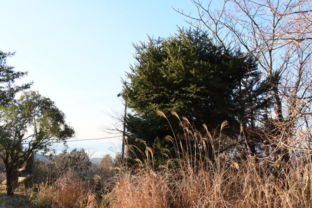 Photos: 山頂景観悪くモミの木伐採あれから1年どうする富幕山