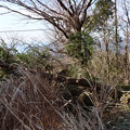 Photos: 山頂景観悪くモミの木伐採あれから1年どうする富幕山