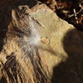 写真: シタキソウ（舌切草）キョウチクトウ科種子