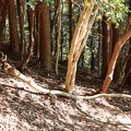 写真: 富幕山張り切りコースに倒れ登山道をふさいだ倒木を道横に寄せて通れるよに…
