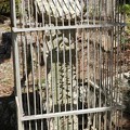 写真: 遠州森の石松の過去の墓