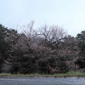 写真: 富幕山東明桜
