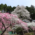熊平の薄墨桜（エドヒガン）バラ科樹齢130年　　樹高14ｍ　　幹周　3.3ｍ