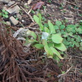 昔、富幕山に咲いていたヤマシャクヤクが盗掘されて山で見ることが出来なくなりやむなく植栽しました。ヤマシャクヤク（山芍薬）　ボタン科植栽