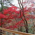 佐久間湖湖畔の紅葉