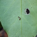 写真: アサギマダラ（浅葱斑）　タテハチョウ科幼虫