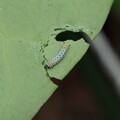 写真: アサギマダラ幼虫アサギマダラ（浅葱斑）　タテハチョウ科