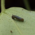 アサギマダラ（浅葱斑）　タテハチョウ科幼虫