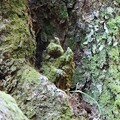 写真: 富幕山の以前のオオバヤシャブシの木に観音様がこのように有りましたが首上頭部が取れていました。合掌部分から下だけになりました。
