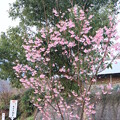 写真: ジンダイアケボノザクラ（神大曙桜）　バラ科