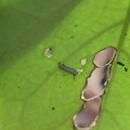 写真: アサギマダラ（浅葱斑）　タテハチョウ科