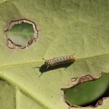 写真: アサギマダラ（浅葱斑）　タテハチョウ科