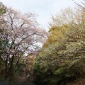 富幕山富登山口桜