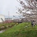 八幡川桜