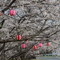 八幡川桜