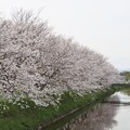 写真: 八幡川桜