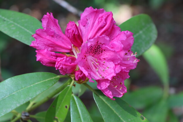 写真: セイヨウシャクナゲ　（西洋石楠花）　シャクナ科