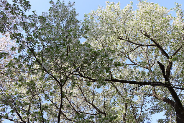オオシマザクラ（大島桜）　バラ科