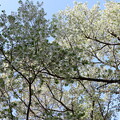 写真: オオシマザクラ（大島桜）　バラ科