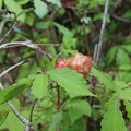 写真: 虫瘤ナラメリンゴフシ（楢芽林檎五倍子）ナラメリンゴタマバチ（楢芽林檎玉蜂）
