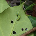 写真: アサギマダラ（浅葱斑）タテハチョウ科幼虫