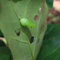 写真: あーっ始めて見るアサギマダラ（浅葱斑）タテハチョウ科「蛹、さなぎ」