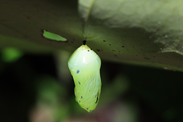 アサギマダラ（浅葱斑）　タテハチョウ科蛹