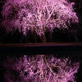 Photos: さくら・桜
