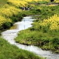 写真: 川の中で花見