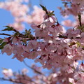 写真: 桜_公園 D7876