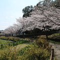 写真: 桜_公園 D7964