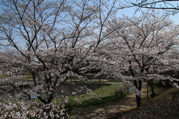 写真: 桜_公園 D7962
