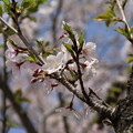写真: 桜_公園 D8032