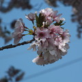 写真: 桜_公園 F4805