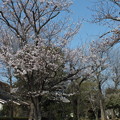 写真: 桜_公園 F4811