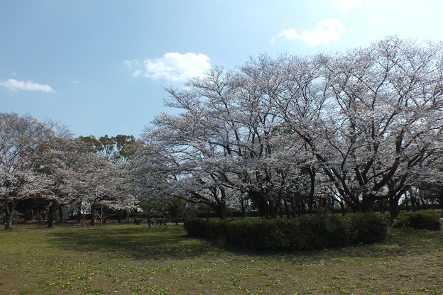 写真: 桜_公園 F4851