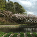 写真: 桜_公園 F4898