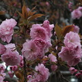 写真: 桜_公園 F4902